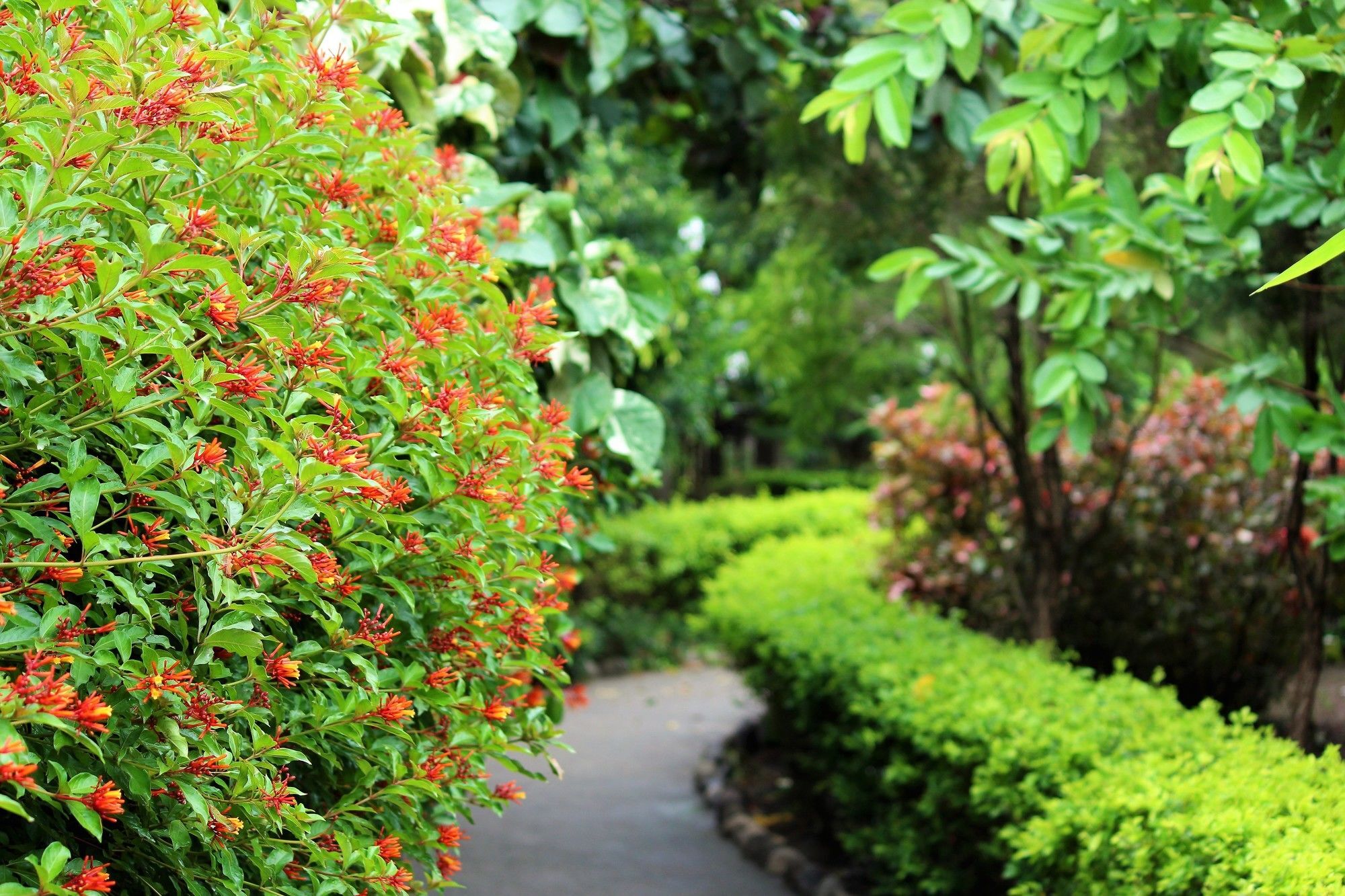 Palette Alaya Resort, Corbett ناينيتال المظهر الخارجي الصورة